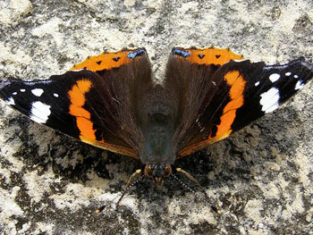 papillon Vulcain Vanessa atalanta photos nature 16 charente biodiversité faune locale