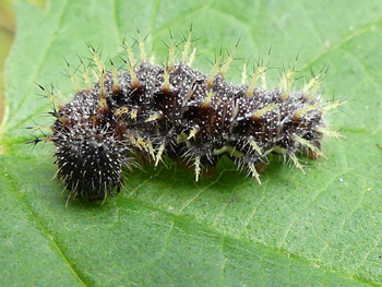  Chenille du Vulcain Vanessa atalanta photos nature 16 charente biodiversité faune locale