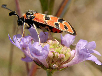 papillon Zygène automnale - Zygène de la petite coronille Zygaena fausta photos nature 16 charente biodiversité faune locale