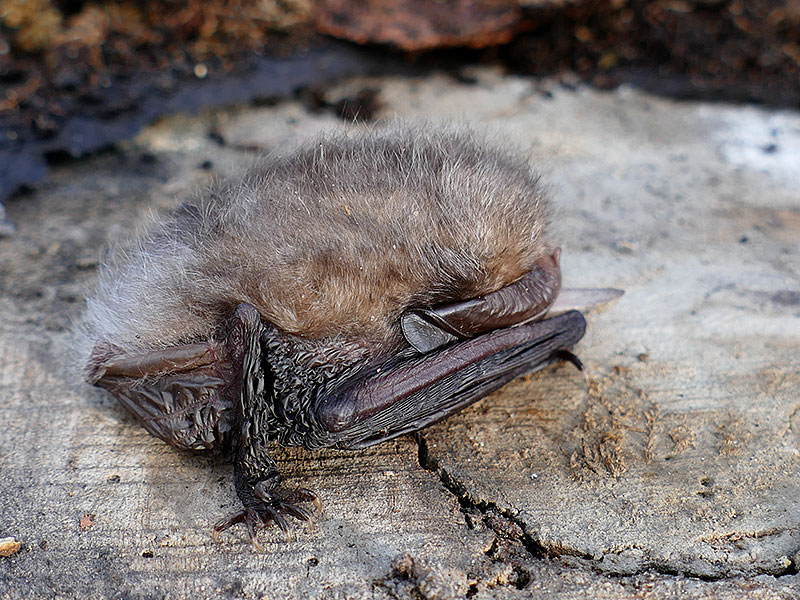 Chauves-souris Oreillard Vespertilionidae photos nature 16 charente