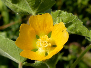 photos nature 16 charente biodiversité fleur plante sauvageAbutilon d'Avicenne - Abutilon de Théophraste - Abutilon à fleurs jaunes Abutilon theophrasti - Abutilon Avicennae Malvaceae