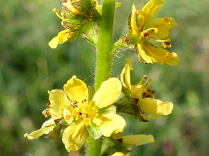 photos nature 16 charente biodiversité fleur plante sauvageAigremoine eupatoire - Eupatoire des grecs Agrimonia eupatoria Rosaceae