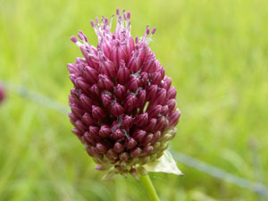 photos nature 16 charente biodiversité fleur plante sauvageAil à  tête ronde Allium sphaerocephalum Liliaceae