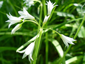 photos nature 16 charente biodiversité fleur plante sauvageAil triquètre - Ail à trois angles Allium triquetrum Liliaceae