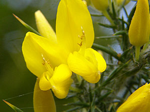 photos nature 16 charente biodiversité fleur plante sauvageAjonc d'Europe, Grand Ajonc  Ulex europaeus Fabaceae