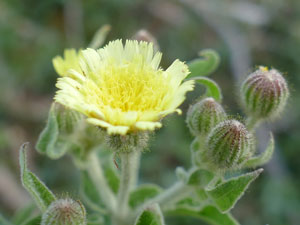 photos nature 16 charente biodiversité fleur plante sauvageAndryale à feuilles entières Andryala integrifolia Asteraceae