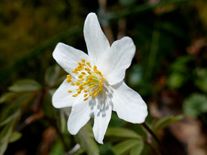 photos nature 16 charente biodiversité fleur plante sauvageAnémone des bois, Anémone sylvie Anemone nemorosa  Ranunculaceae