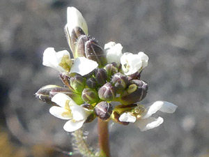 photos nature 16 charente biodiversité fleur plante sauvageArabette hérissée - Arabette hirsute Arabis hirsuta Brassicaceae