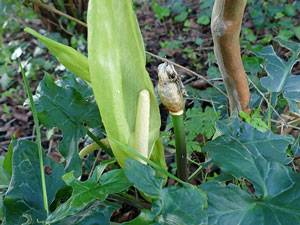 photos nature 16 charente biodiversité fleur plante sauvageArum d'Italie - Gouet d'Italie Arum italicum Araceae