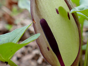 photos nature 16 charente biodiversité fleur plante sauvageArum tacheté - Gouet tacheté - Pied-de-veau Arum maculatum Araceae