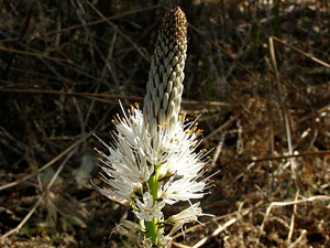 photos nature 16 charente biodiversité fleur plante sauvageAsphodèle blanc - Bâton royal - Bâton-blanc Asphodelus albus Liliaceae