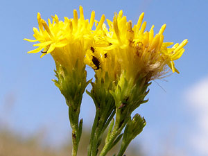 photos nature 16 charente biodiversité fleur plante sauvageAster à feuilles d'osyris Galatella linosyris Asteraceae