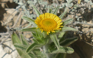 Astérolide épineux - Buphthalme épineux - Pallénis épineux - Pallenis spinosa - Asteriscus spinosus Asteraceae