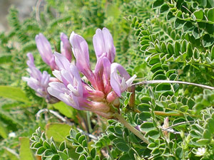 photos nature 16 charente biodiversité fleur plante sauvageAstragale de Montpellier - Esparcette bâtarde Astragalus monspessulanus Fabaceae