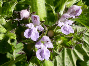 photos nature 16 charente biodiversité fleur plante sauvageBallote - Ballote noire - Ballote fétide - Marrube noir Ballota nigra Lamiaceae