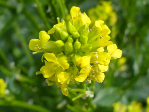 photos nature 16 charente biodiversité fleur plante sauvageBarbarée commune - Herbe de Sainte Barbe Barbarea vulgaris Brassicaceae