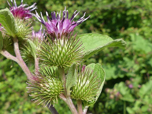 photos nature 16 charente biodiversité fleur plante sauvageGrande Bardane - Bardane officinale - Glouteron Arctium lappa Asteraceae