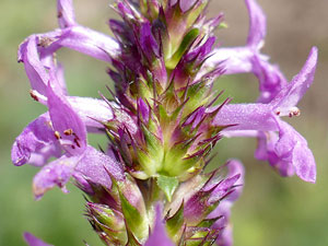 photos nature 16 charente biodiversité fleur plante sauvageBétoine officinale - Épiaire officinale Stachys officinalis Lamiaceae