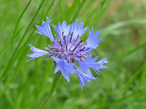 photos nature 16 charente biodiversité fleur plante sauvageBleuet des champs Centaurea cyanus Asteraceae