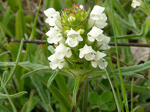 photos nature 16 charente biodiversité fleur plante sauvageBrunelle blanche -  Brunelle laciniée  Prunella laciniata Lamiaceae