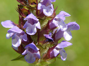 photos nature 16 charente biodiversité plante sauvage fleur bleue violet Brunelle commune Prunella vulgaris Lamiaceae