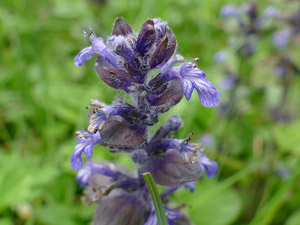 photos nature 16 charente biodiversité fleur plante sauvageBugle rampante Ajuga reptans Lamiaceae