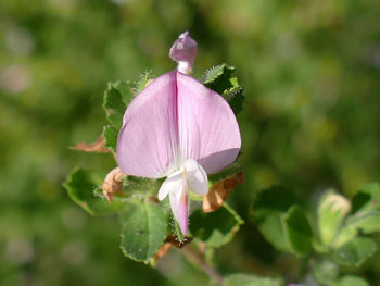 photos nature 16 charente biodiversité fleur plante sauvageBugrane étalée - Arrête-Bœuf Ononis spinosa - Ononis repens Fabaceae