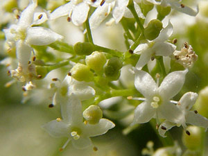 photos nature 16 charente biodiversité fleur plante sauvageCaille-lait blanc - Gaillet mou Galium mollugo Rubiaceae