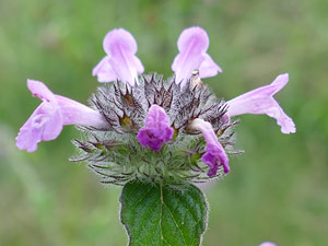 photos nature 16 charente biodiversité fleur plante sauvageCalament clinopode - Clinopode commun - Grand Basilic - Pied-de-lit Calamintha clinopodium - Clinopodium vulgare Lamiaceae