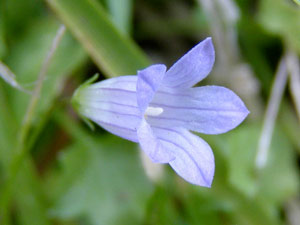 photos nature 16 charente biodiversité fleur plante sauvageWahlenbergie à feuilles de lierre - Campanille à feuilles de lierre  Wahlenbergia hederacea Campanulaceae