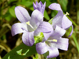 photos nature 16 charente biodiversité fleur plante sauvageCampanule agglomérée - ganteline Campanula glomerata Campanulaceae