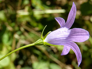 photos nature 16 charente biodiversité fleur plante sauvageCampanule étalée Campanula patula Campanulaceae