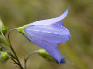 photos nature 16 charente biodiversité fleur plante sauvageCampanule à feuilles de pêcher - Campanule de Perse  Campanula persicifolia Campanulaceae