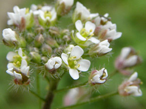 photos nature 16 charente biodiversité fleur plante sauvageBourse à pasteur - Capselle bourse à pasteur Capsella bursa-pastoris Brassicaceae