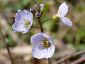 photos nature 16 charente biodiversité fleur plante sauvageCardamine - Cressons des prés Cardamine pratensis Brassicaceae