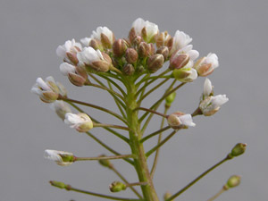 photos nature 16 charente biodiversité fleur plante sauvageCardamine hirsute, Cardamine hérissée  Cardamine hirsuta  Brassicaceae