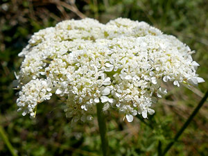 photos nature 16 charente biodiversité fleur plante sauvageCarotte Sauvage Daucus carota Apiaceae