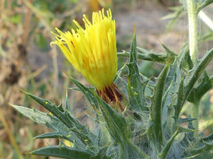 photos nature 16 charente biodiversité fleur plante sauvageCarthame laineux - Centrophylle laineuse - chardon béni Carthamus lanatus Asteraceae