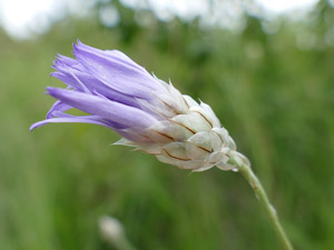 photos nature 16 charente biodiversité fleur plante sauvageCatananche bleue - Cupidone bleue Catananche caerulea Asteraceae