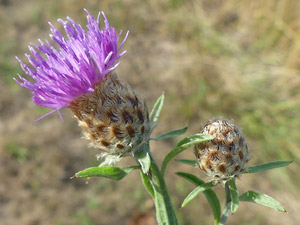 photos nature 16 charente biodiversité fleur plante sauvageCentaurée noire Centaurea nigra Asteraceae