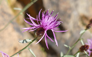 Centaurée à panicule - Centaurea paniculata Asteraceae