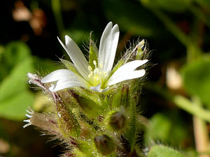 photos nature 16 charente biodiversité fleur plante sauvageCéraiste aggloméré Cerastium glomeratum Caryophyllaceae