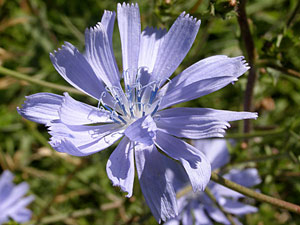 photos nature 16 charente biodiversité fleur plante sauvageChicorée amère - Chicorée sauvage Cichorium intybus Asteraceae