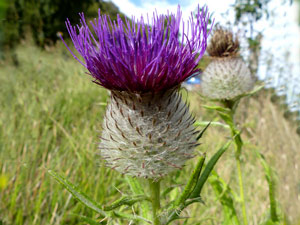 photos nature 16 charente biodiversité fleur plante sauvageCirse laineux - Chardon aux anes Cirsium eriophorum Asteraceae