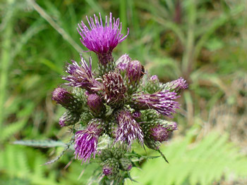 photos nature 16 charente biodiversité fleur plante sauvageCirse des marais - Bâton-du-diable Cirsium palustre Asteraceae