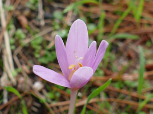 photos nature 16 charente biodiversité plante sauvage fleur  Colchique Corse Colchicum corsicum Liliaceae