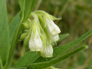 photos nature 16 charente biodiversité fleur plante sauvageConsoude officinale, Grande Consoude Symphytum officinale Boraginaceae