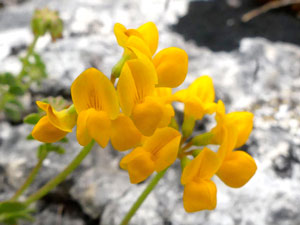 photos nature 16 charente biodiversité fleur plante sauvageCoronille naine Coronilla minima Fabaceae