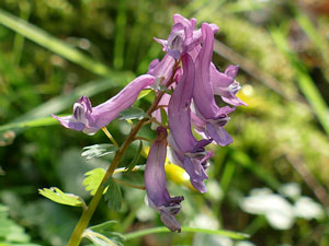 photos nature 16 charente biodiversité fleur plante sauvageCorydale solide - Corydale à bulbe plein - Corydale à tubercule plein Corydalis solida Fumariaceae