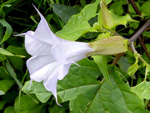 photos nature 16 charente biodiversité fleur plante sauvageDatura officinal - Stramoine - Herbe aux foux (Variété Tatula) Datura stramonium var. tatula  Solanaceae